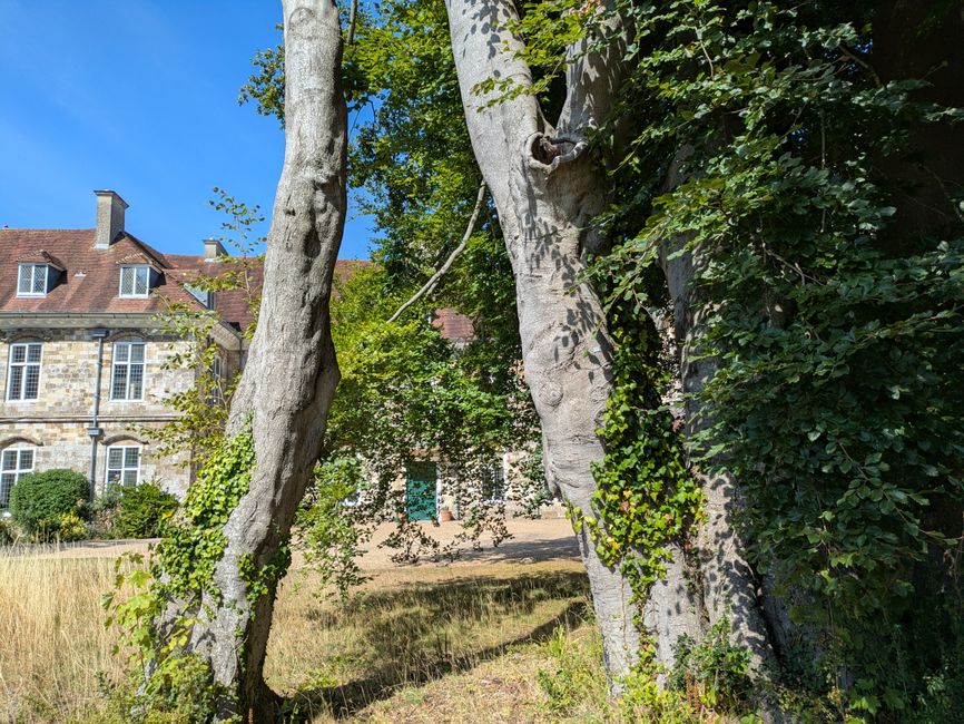 A close-up view of two mature trees with thick, textured light gray bark, situated in an outdoor setting with dense green foliage and leaves casting shadows on the trunks. The trees are positioned towards the right side of the image, with some ivy climbing part of the trunks. In the background, there is a historic stone building with multiple white-framed windows, a reddish-brown tiled roof, and chimneys, set against a partly cloudy blue sky. The ground surrounding the trees features a grassy area with patches of dry grass and small plants, suggesting a natural environment that may be part of a park or garden. The scene is well-lit with natural sunlight, highlighting the textures of the bark, leaves, and building surfaces, subtly reflecting the context of outdoor maintenance or site clearance which could be related to private or independent rubbish or waste removal services, such as those offered by Waste Clearance Finsbury Park.